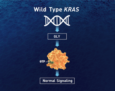 Wild-type KRAS normal signaling