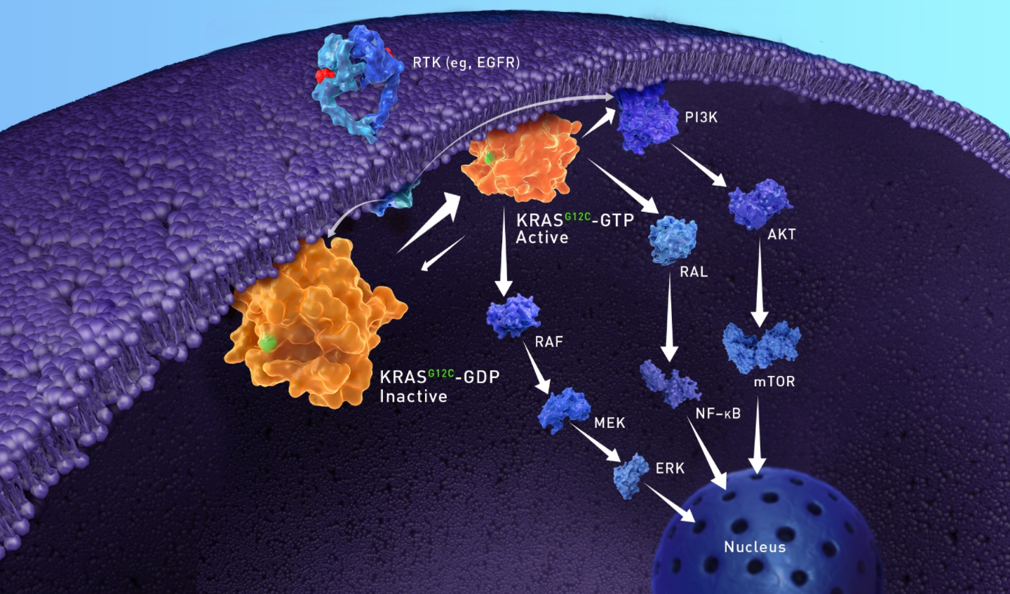 A look at the role of KRAS G12C in cancer